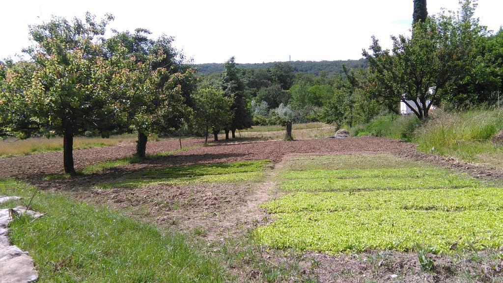 Villa Agriturismo Bosco Fiorito Muggia Exterior foto